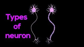 Types of neuron II Nervous system
