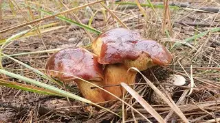 Houby 30.11.2022 - Posledn&iacute; houby roku 2022 👍🍄👌🌲🌳