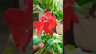 permanent  flower plant  #youtubeshorts #viral #aesthetic #nature #gardening #plant #beautiful