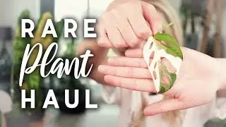 2 MORE unicorns!? | 10 new plants! | Rare Plant Haul