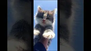 Cats funny videos #song #music #tamil #cat #bollywood #shortsfeed #viral