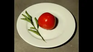 CIRCLE OF LIFE EXPLAINED, V2