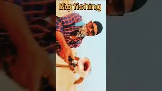 #unbelievable fish catching #asjfish #fish #shorts #bigfish