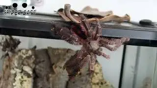 My Ybyrapora sooretama is bit crazy 😜