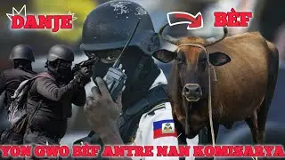 GWO DANJE POU KOMISARYA TABA, LANMÒ SANJOU VIZITE YO SOU FÒM YON TORO BÈF