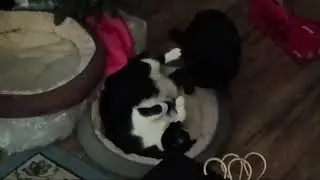 Cat Wrestling Luke Skywalker VS Darth Vader