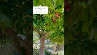 Rose apple Wax apple fruit tree
