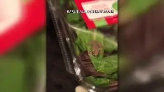 Frog in Salad Mix