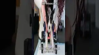 Dog Wheelchair Review for Large Dogs: Is This Vet-Approved Mobility Aid Worth It?