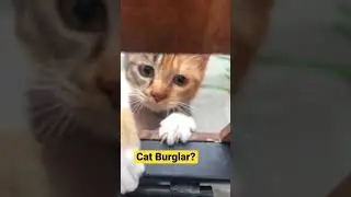 KITTEN breaks in! Bali villa invaded by cats #shorts #video #bali #cat