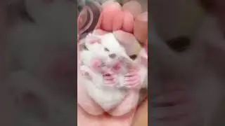 Helping a baby sugar glider rejected by its mother. #pets #hangglider #cute #funny #animals