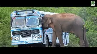 Horror on the Road: The Giant Strikes Back.#elephant #elephantattack #wild #wildlife