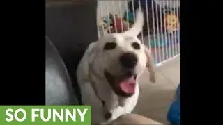 Baby adorably obsessed with chasing dog