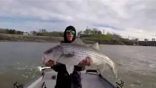 Using live Skipjack to catch stripers.