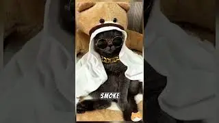 Your Cat&rsquo;s Color REVEALS Who You Really Are! 😼✨ How Accurate Is It #cat #funnyanimals #funnycats