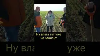 Conditions for the development of diseases #grains #wheatgrowing #winterwheat #strong seeds