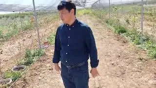Туркменистан старается развивать ягодные культуры!