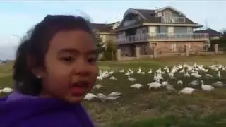 Look At All Those Chickens! Vine