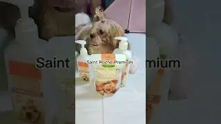 Лучший шампунь и кондиционер для собак | Saint Roche Premium