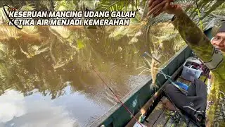 Keseruan Mancing Udang Galah Ketika Air Berubah Kemerahan. #fishing 