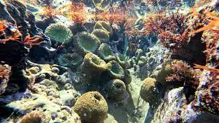 30 Minutes of Underwater White Noise | Tide Pool Activity