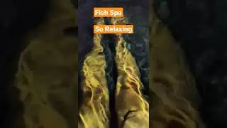 Sucker fish😫 #shorts #fishspa #fish #spa #pedicure