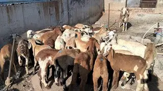 Sunday special Nellore judpi Telangana Macharla Sheep Available at affordable price