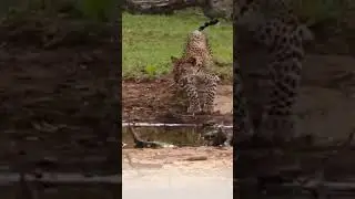 ACA WILD spotted a Leopard at Yala  #wildlife #elephant #animals #leopard  යාල කොටි