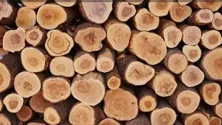 White sandalwood farming wholesale price contact me al over india delivery available call 8099961638
