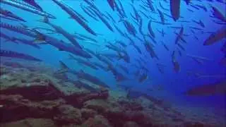 Les îles d'Hyères, Parc national de Port Cros - La Gabinière - barracudas