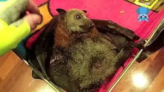 Juvenile flying-fox in care:  this is Perchance