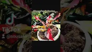 Anthurium Foliage Wonders: A Botanical Spectacle Unleashed! Healing Plants #sousafamilygarden