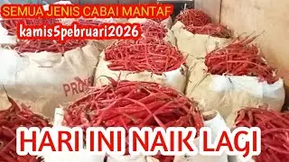 HARI INI CABAI KERITING NAIK LAGI‼️RAWIT MERAH/HIJAU DAN PUTIH MASIH MANTAF MASIH MAHAL