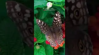Butterfly Bliss #beautiful #relaxationmusic #relaxingmusic #peace