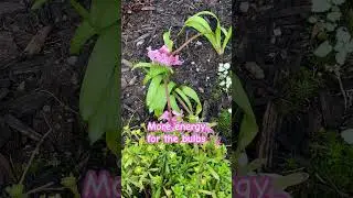 How I Dead Head Hyacinth