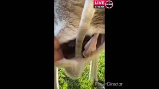 Kangaroo Pouch to feed the young ones