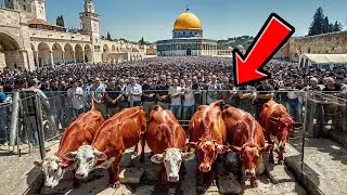 VACHE ROUGE ARRIVE EN ISRAËL - La Construction du Troisième Temple Va Bientôt Commencer