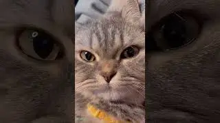 cat say mama~#petsoftiktok #AnimalLover #CatsOfTikTok #cat #fyp #tikaton