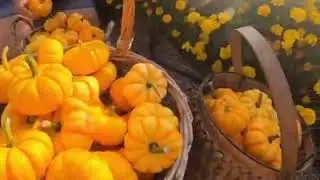How to keep bugs away from your garden NATURALLY with a TRAP CROP? Episode 14 Season 1