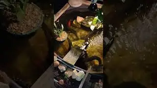 Turtle pond still crystal clear 