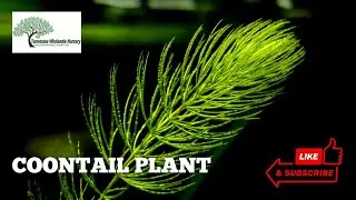 COONTAIL PLANT - TN NURSERY