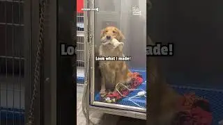 Adorable Mother Golden Retriever Shows Off Her Puppies