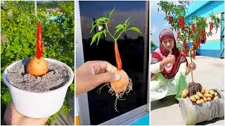 Saving space planting at home || How to grow chili & potato plant at together