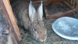 Мій ранок . Годуємо всіх, шо нового на міні фермі ? ,хто знає це  півень чи курочка ?