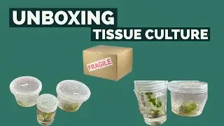Mystery TC Unboxing | Unboxing House Plants
