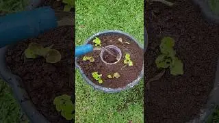 Jeito Mais F&aacute;cil e R&aacute;pido de Plantar e Colher Alface em Vaso
