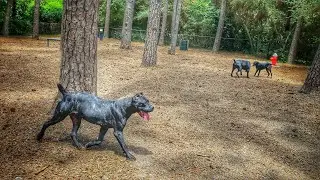 Taking Valek to the dog park for the first time