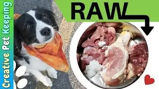 How to feed a cats and dogs RAW MEAT | Prey Model Raw Diet