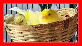 ✅ В каком гнезде лучше разводить канареек?