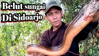 PASTI DAPAT BELUT BESAR.!!! Mancing di sini di jamin dapat belut besar